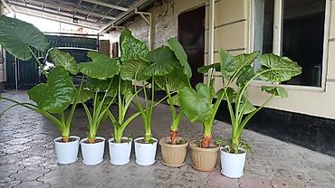 казаны большие: Алоказия (Alocasia) в декоративных горшках - Крупные — 3