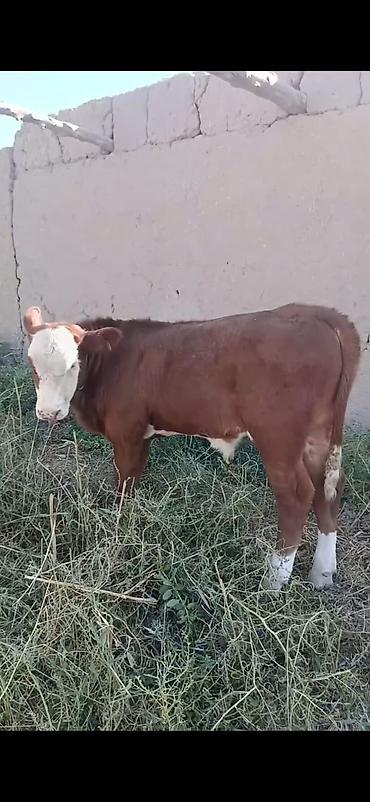 cücə və xoruz təmsil: Hereford tipli dana - Rəng: qırmızı-qəhvəyi bədən, ağ alın və burun — 6