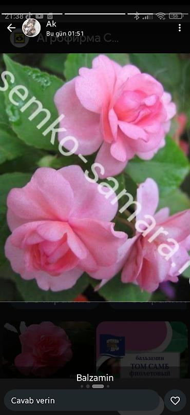 guzgu boydan: Məhsul: Bəzək kolları – Portulaka (güləbaxan) və Fuksiya - Portulaka — 6