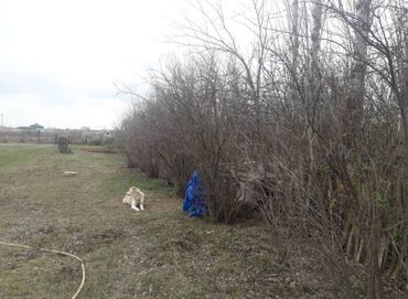 Bağ evlərinin satışı: Mingəçevir, 40 kv. m, 4 otaqlı, İnternet, İşıq, Qaz — 9