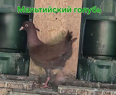 уй сатып алам бишкек: Голуби декоративных пород. - Павлиньи голуби: выразительный веерный — 4
