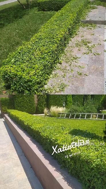 qazon setkalar: Peşəkar landşaft və yaşıllıq qulluq xidməti Ağac və kolların dekorativ — 2