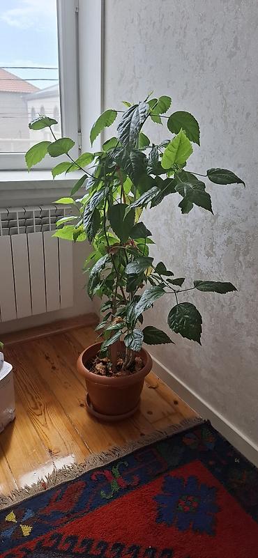yaşıl: Hibiskus (Çin qızılgülü), torfa əkilib - Hündürlüyü təxminən 120–150 — 6