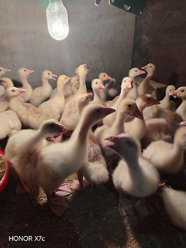 husky balası: Sapsağlam linda qaz balaları vitamin antibiotic herbirsey edilib 15 — 6
