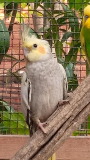 Nimfa (Cockatiel) tutuquşu - Növ: Nimfa (Nymphicus hollandicus) -