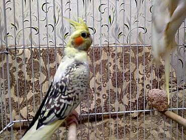 Tutuquşları: Salam Bir cut karella satilir. 10 ayliqdilar. Hazir cutduler — 20