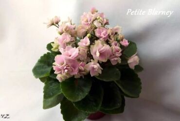 Фиалки и глоксинии: В продаже детки,пасынки сортовых мини и полумини фиалок 🌺🌿🌺 at lalafo.kg — 6 Фиалки и глоксинии: В продаже детки,пасынки сортовых мини и полумини фиалок 🌺🌿🌺 — 6