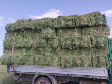 корма для крс: Беде сатылат 320 сом