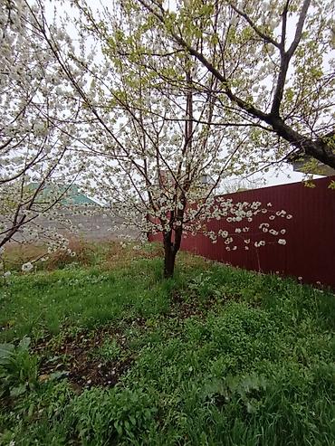 Слива: Саженцы плодовых деревьев (садовые Черешня кокон гилас 5штук Абрикос — 10