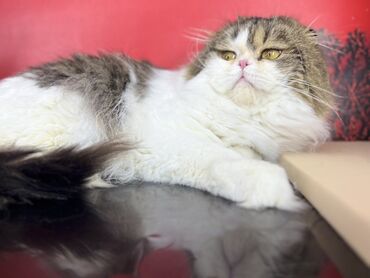 для кошек домик: Отдается мальчик Хайленд Фолл в добрые руки ! Наш питомник ищет добрые