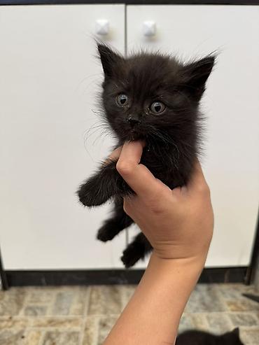 короткошерстные котята: СРОЧНО ОТДАМ КОТЯТ ДАРОМ🥹 Игривые милые котят ищут свои хозяевов❤️ — 2
