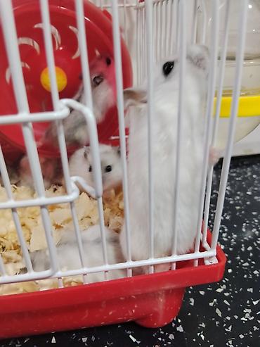 Зоотовары: Cırtdan hamsterlər – qəfəs və aksesuarları ilə Məhsul təsviri: - — 10
