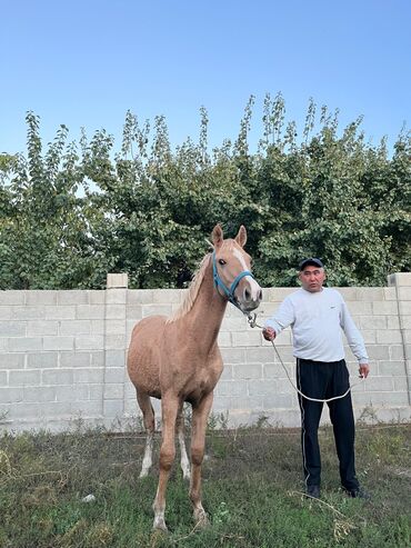 сайт продажа лошадей в польше: Сатам | Байтал | Аргын | Ат спорту