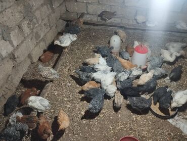Balıqlar: 40 gunluk kend cuceleridi. Her bir dermani verilib. Ancaq vitaminli