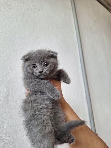 angora pişik: Şotland yastı qulaq, Yaxşı əllərə