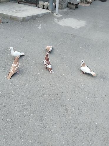 Göyərçinlər: Satılır 5 quş 60 manat gəncə — 3