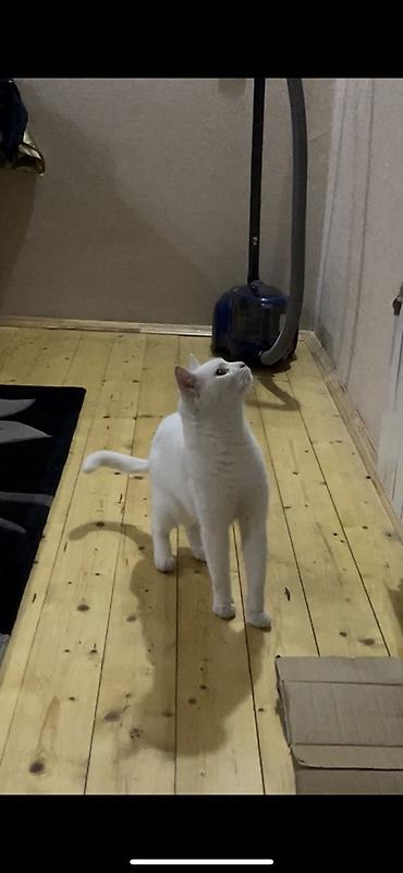 angora pişik: Ağ pişik – ev pişiyi - Rəngi: Tam ağ, qısa və yumşaq tüklü - Gözləri — 3