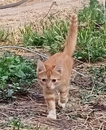 черная британская кошка: Кошка даром: Беспородная, 4 месяца, Мальчик