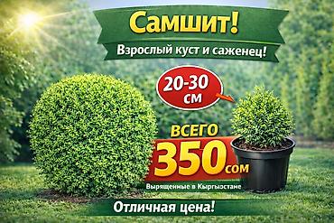 саженцы елки: Туи местные выращенные в Кыргызстане 100% приживаемость!!! Саженцы — 8