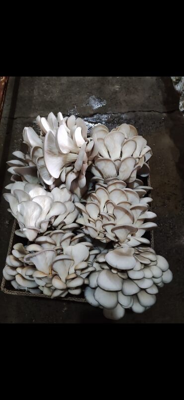 грибы эноки: Грибы Вешенки, Платная доставка