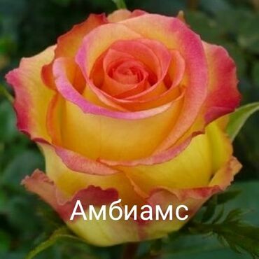 эмалирование посуда: Саженцы цветка: Розы