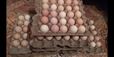 домик для птиц: Инкубацыонные яйца куриные и индюшиные. Супер индюшата и цыплята в