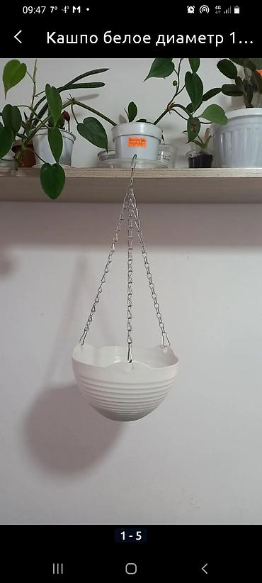 Другие комнатные растения: Сенсивьерия (Тещин язык) . Неприхотливый цветок. Растёт на солнце и в — 6