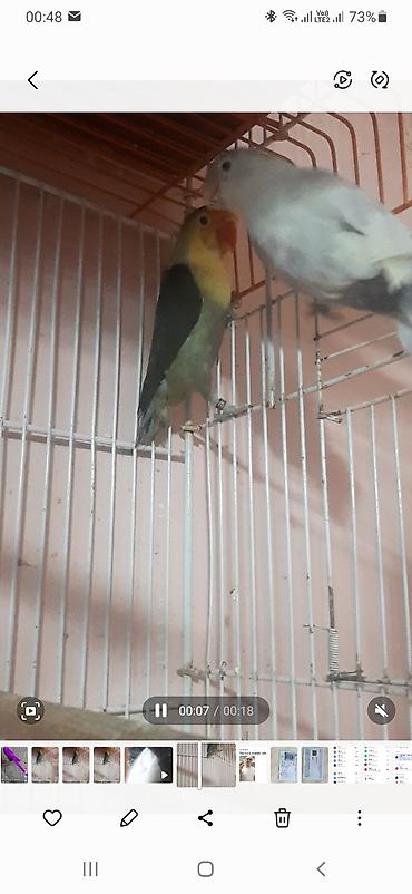 sevgi qusu: Məhsul: Sevgi quşları (Lovebird cütü) Təsvir: - Şəkillərdə iki sevgi — 3