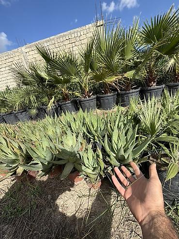Саженцы растений: Aloe vera 50 ədəd var. Tək tək 5 manat topdan 4 manat. Ünvan Binə — 2