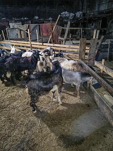 ev heyvanları: Kök erkək çəpişlər. Biri 9,10 kqlıq digərlərinin çəkiləri 14-21 kq — 5
