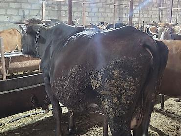 Inəklər, öküzlər: Yani simental balali super südük damazliq inek satilir.7.8 lt yaxin — 3