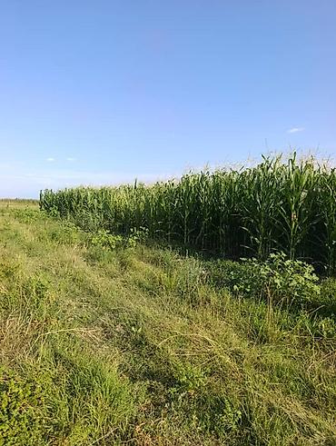 зелёный корм: Кукуруза под силос Кукуруза под силос Кукуруза под силос Силос — 1