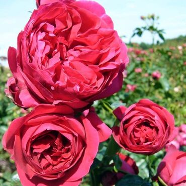 Садовые цветы и кустарники: Саженцы цветка: Розы — 4