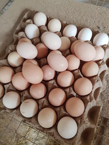 дикие птицы: Инкубационное яйцо Брама, Кохинхин