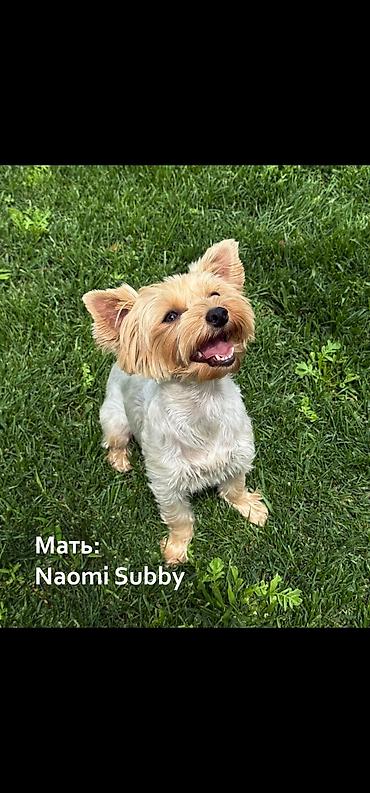 ягдтерьер щенки: ПРОДАЮТСЯ МИЛЫЕ ЩЕНЯТА! ❤️🐶 Ищем для наших малышей самых добрых и — 6