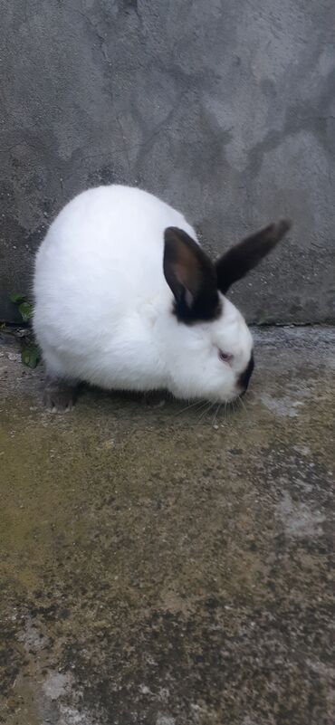 Gəmiricilər: Kalifornia disi satilir.Dord kq cekisi var.8 ayliqdi.Hele cute