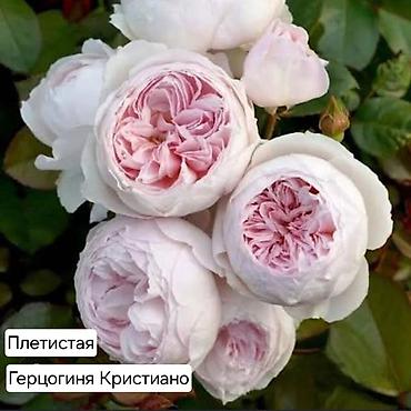 Дом и сад: Плетистые розы (сорта на выбор): Цезарь, Роз де Толбияк, Герцогиня — 5