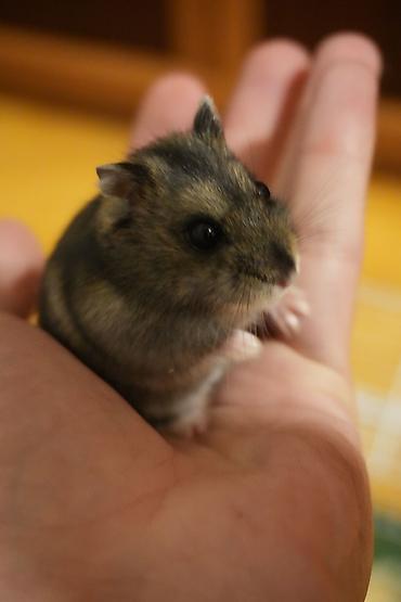 hazir yuva: Cırtdan hamster + qəfəs dəsti - Növ: cırtdan hamster (Djungarian — 6