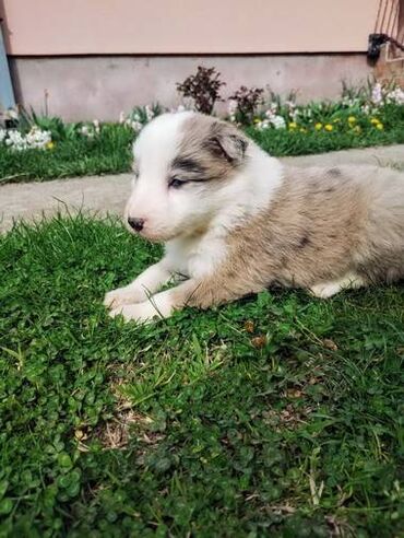 benetton jakne za pse: Štenci Border Collie - Veoma dobro uzgojeno leglo štenaca, od strane