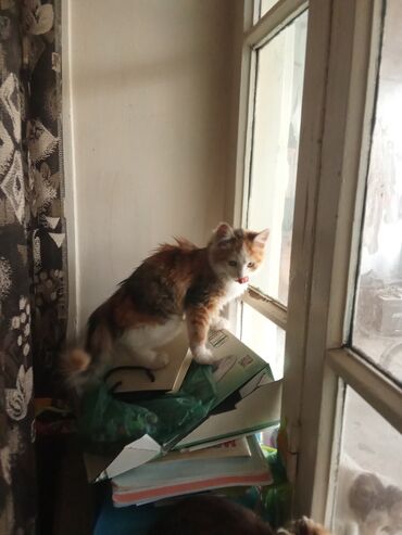 Pişiklər: Şotland uzun tüklü, Yaxşı əllərə, Ünvandan götürmə, Pulsuz çatdırılma, Ödənişli çatdırılma — 13