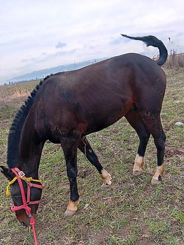 Лошади, кони: Продаю | Жеребец | Рабочий | Мерин — 7