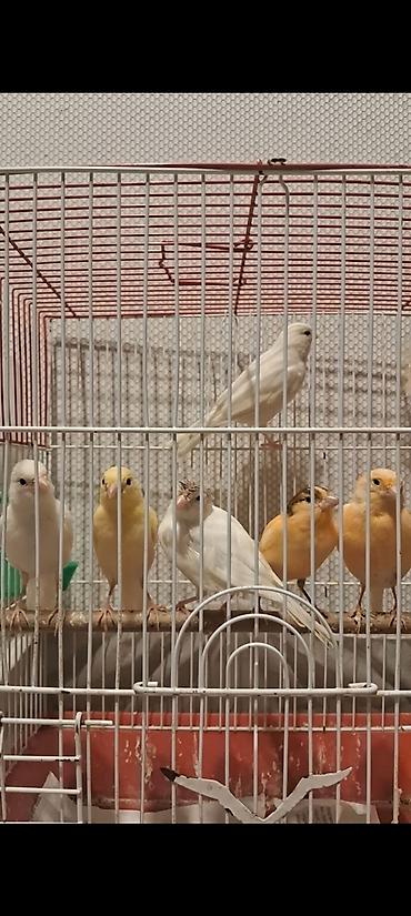 quslar satisi: Cavan Erkək və maya satılır 50 m maşlayır — 2