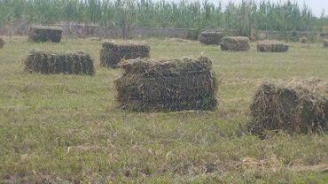 уход за животными: Продаю с поля