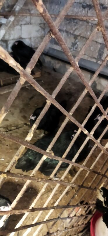 Toyuqlar: Toyuq, Damazlıq — 6