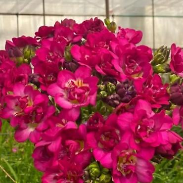 Размещение рекламы: В продаже комнатные цветы и многолетние садовые цветы. 1. Алое вера — 24