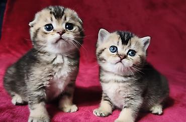 Продажа кошек: Скотиш Фолд (Шотландская вислоухая), 2 месяца, Девочка at lalafo.kg — 19 Продажа кошек: Скотиш Фолд (Шотландская вислоухая), 2 месяца, Девочка — 19