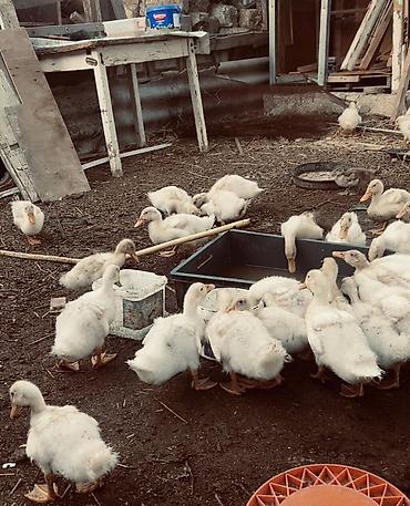 qaz ve ordek satisi: Satılır: Ağ ördək balaları Məhsul təsviri: - Cins: ağ ev ördəyi — 1