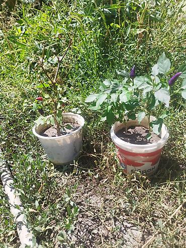 200: 🌶️ДЕКОРАТИВНЫЙ ПЕРЕЦ 🌶️ Уже цветёт! Подходит для дома, подоконника — 3