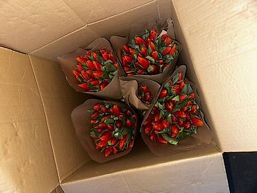 Букеты из живых цветов: В наличии Тюльпаны🌷💐 имеются в ярких и разных цветах . также есть — 13