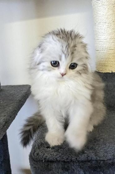 Pişiklər: Şotland — 6